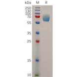 SDS-PAGE - Recombinant Human IFNGR1 Protein (Fc Tag) (A317880) - Antibodies.com