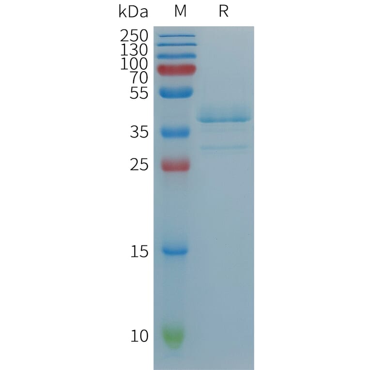 SDS-PAGE - Recombinant Human TGF alpha Protein (Fc Tag) (A317881) - Antibodies.com