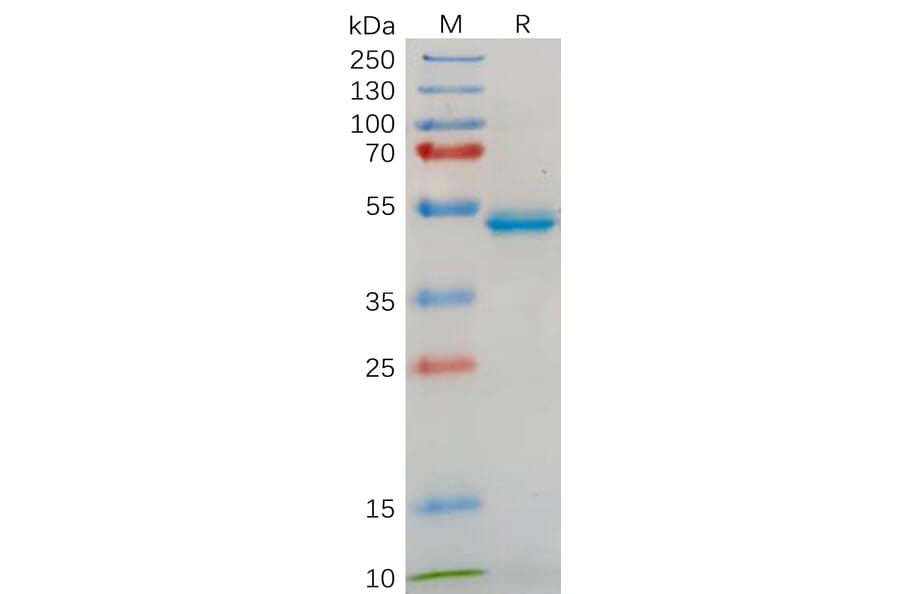 SDS-PAGE - Recombinant Human IL-18 Protein (Fc Tag) (A317882) - Antibodies.com