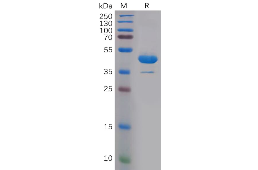 SDS-PAGE - Recombinant Human IL-1 alpha Protein (Fc Tag) (A317883) - Antibodies.com