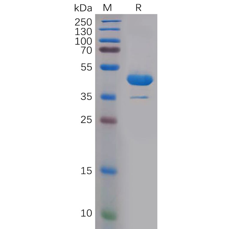 SDS-PAGE - Recombinant Human IL-1 alpha Protein (Fc Tag) (A317883) - Antibodies.com