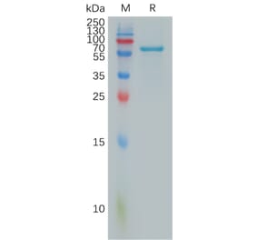 SDS-PAGE - Recombinant Human FGL1 Protein (Fc Tag) (A317884) - Antibodies.com