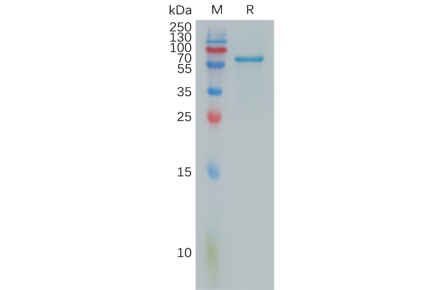 SDS-PAGE - Recombinant Human FGL1 Protein (Fc Tag) (A317884) - Antibodies.com
