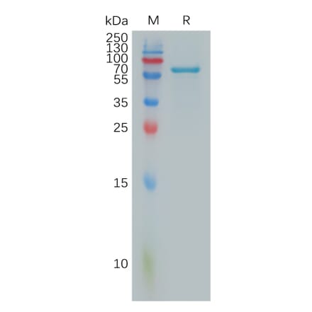 SDS-PAGE - Recombinant Human FGL1 Protein (Fc Tag) (A317884) - Antibodies.com
