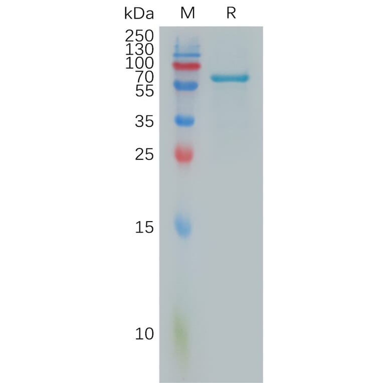 SDS-PAGE - Recombinant Human FGL1 Protein (Fc Tag) (A317884) - Antibodies.com