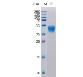SDS-PAGE - Recombinant Human CD24 Protein (Fc Tag) (A317885) - Antibodies.com