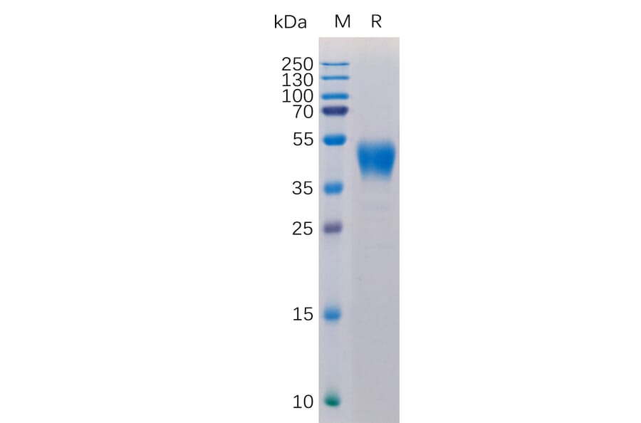 SDS-PAGE - Recombinant Human CD24 Protein (Fc Tag) (A317885) - Antibodies.com
