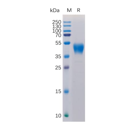 SDS-PAGE - Recombinant Human CD24 Protein (Fc Tag) (A317885) - Antibodies.com