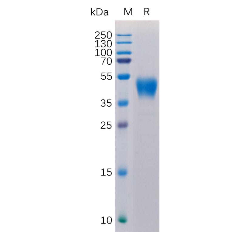 SDS-PAGE - Recombinant Human CD24 Protein (Fc Tag) (A317885) - Antibodies.com