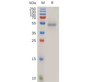 SDS-PAGE - Recombinant Human Fas Ligand Protein (Fc Tag) (A317886) - Antibodies.com