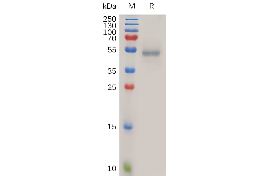 SDS-PAGE - Recombinant Human Fas Ligand Protein (Fc Tag) (A317886) - Antibodies.com
