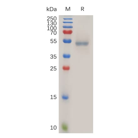 SDS-PAGE - Recombinant Human Fas Ligand Protein (Fc Tag) (A317886) - Antibodies.com