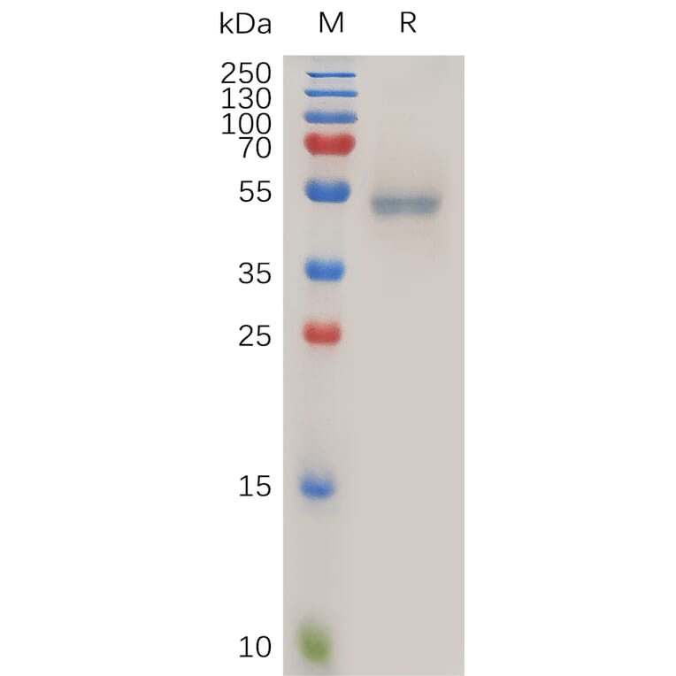 SDS-PAGE - Recombinant Human Fas Ligand Protein (Fc Tag) (A317886) - Antibodies.com