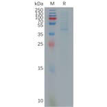 SDS-PAGE - Recombinant Human XAGE1 Protein (Fc Tag) (A317891) - Antibodies.com