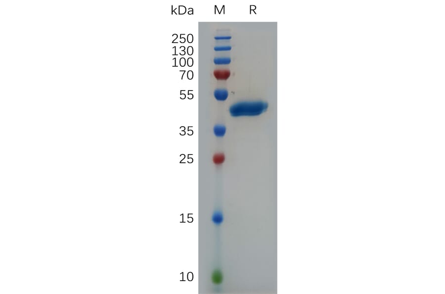 SDS-PAGE - Recombinant Human VEGFA Protein (Fc Tag) (A317893) - Antibodies.com