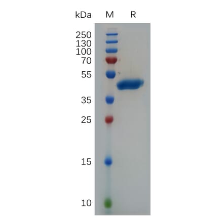 SDS-PAGE - Recombinant Human VEGFA Protein (Fc Tag) (A317893) - Antibodies.com