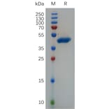 SDS-PAGE - Recombinant Human VEGFA Protein (Fc Tag) (A317893) - Antibodies.com