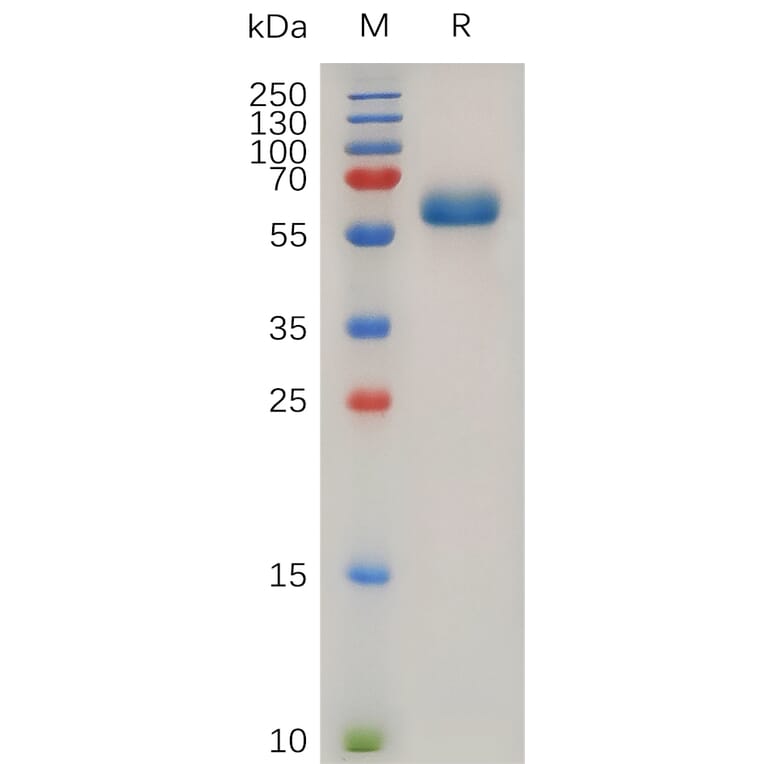 SDS-PAGE - Recombinant Human TNF Receptor I Protein (Fc Tag) (A317894) - Antibodies.com