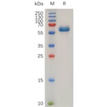 SDS-PAGE - Recombinant Human TNF Receptor I Protein (Fc Tag) (A317894) - Antibodies.com