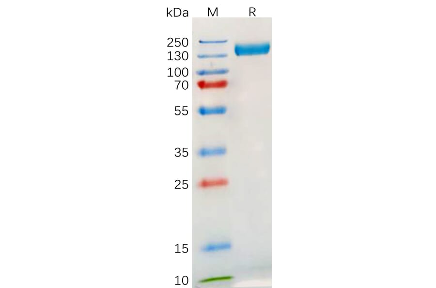 SDS-PAGE - Recombinant Human TLR3 Protein (Fc Tag) (A317895) - Antibodies.com