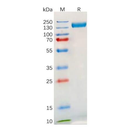 SDS-PAGE - Recombinant Human TLR3 Protein (Fc Tag) (A317895) - Antibodies.com