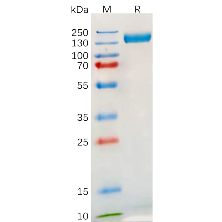 SDS-PAGE - Recombinant Human TLR3 Protein (Fc Tag) (A317895) - Antibodies.com