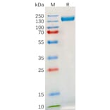 SDS-PAGE - Recombinant Human TLR3 Protein (Fc Tag) (A317895) - Antibodies.com