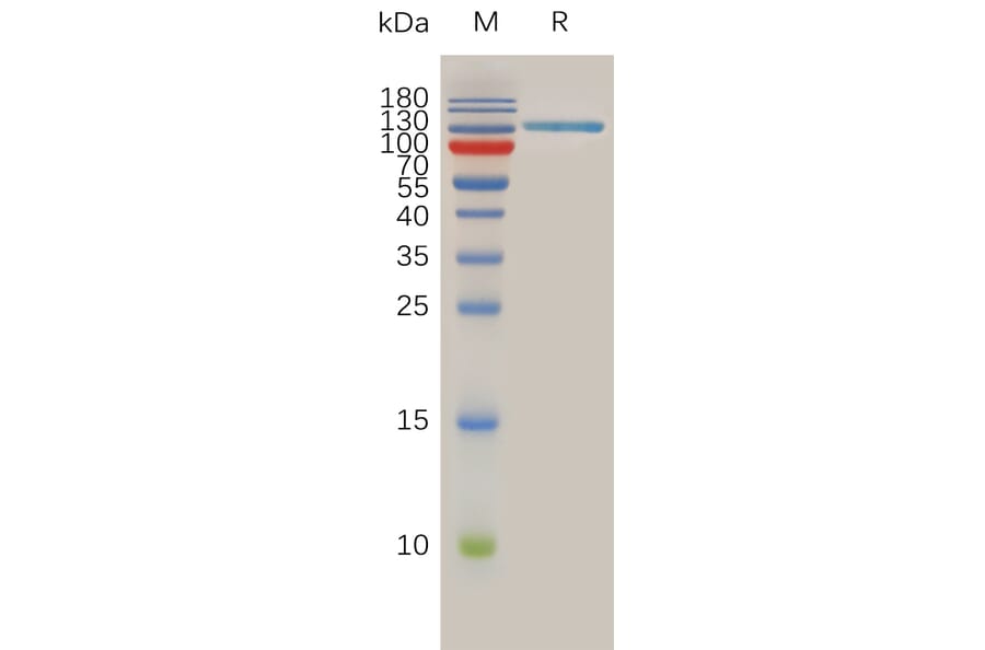 SDS-PAGE - Recombinant Human SPAM1 Protein (Fc Tag) (A317896) - Antibodies.com