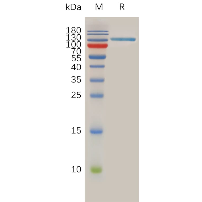 SDS-PAGE - Recombinant Human SPAM1 Protein (Fc Tag) (A317896) - Antibodies.com