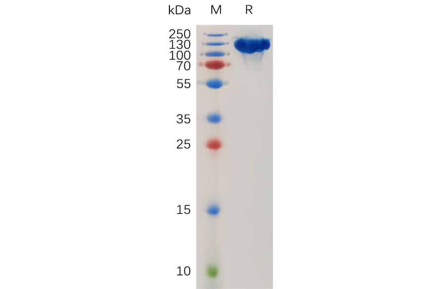 SDS-PAGE - Recombinant Human Robo1 Protein (Fc Tag) (A317898) - Antibodies.com