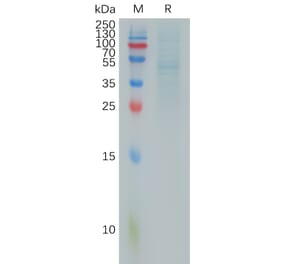 SDS-PAGE - Recombinant Human RhoC Protein (Fc Tag) (A317899) - Antibodies.com