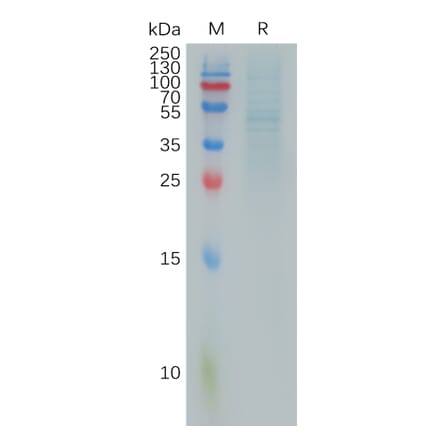 SDS-PAGE - Recombinant Human RhoC Protein (Fc Tag) (A317899) - Antibodies.com