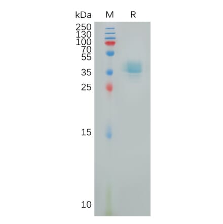 SDS-PAGE - Recombinant Human PGE2 Receptor EP4 Subtype Protein (Fc Tag) (A317900) - Antibodies.com