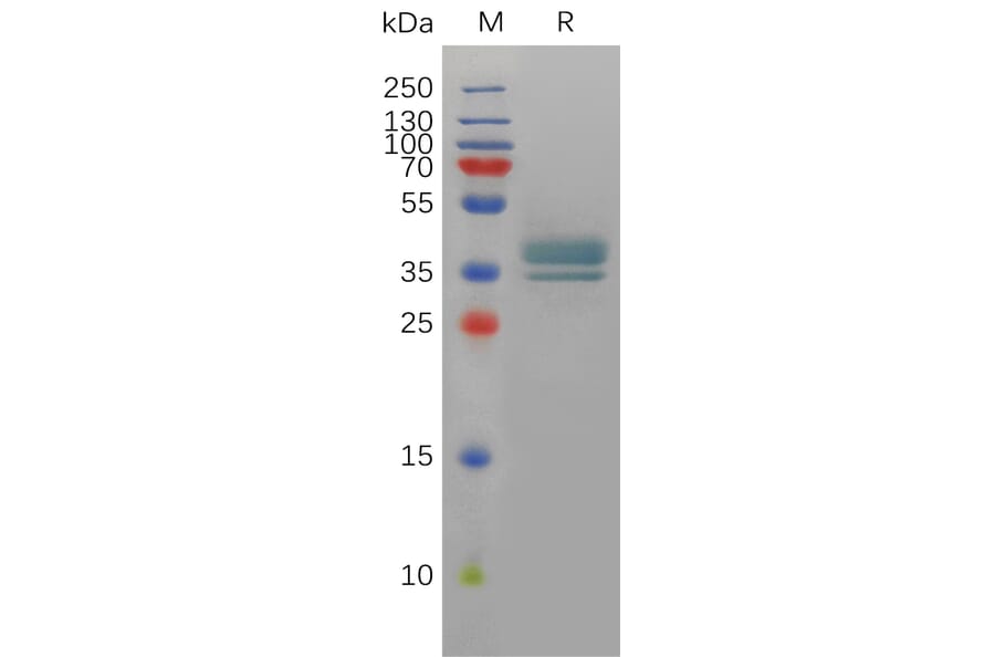 SDS-PAGE - Recombinant Human Prostaglandin E Receptor EP2/PTGER2 Protein (Fc Tag) (A317901) - Antibodies.com