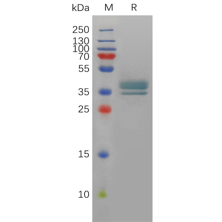 SDS-PAGE - Recombinant Human Prostaglandin E Receptor EP2/PTGER2 Protein (Fc Tag) (A317901) - Antibodies.com