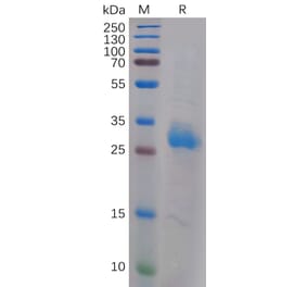 SDS-PAGE - Recombinant Human Galectin 3 Protein (6×His Tag) (A317905) - Antibodies.com