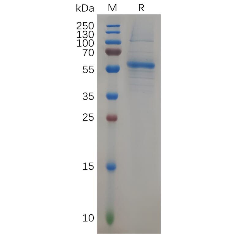 SDS-PAGE - Recombinant Human KRAS Protein (Fc Tag) (A317906) - Antibodies.com