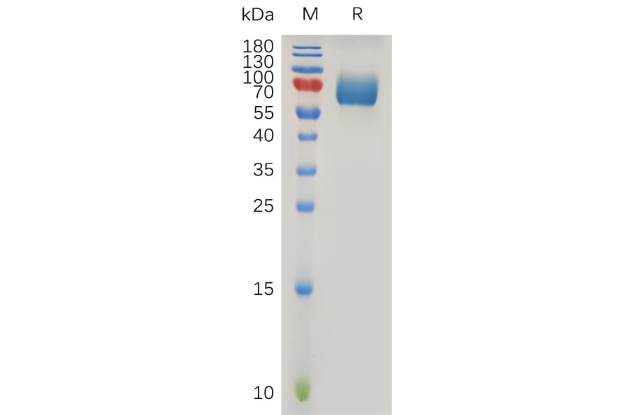 SDS-PAGE - Recombinant Human IFNAR2 Protein (Fc Tag) (A317908) - Antibodies.com