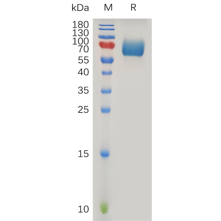 SDS-PAGE - Recombinant Human IFNAR2 Protein (Fc Tag) (A317908) - Antibodies.com