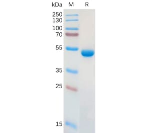 SDS-PAGE - Recombinant Human Galectin 1 Protein (Fc Tag) (A317910) - Antibodies.com