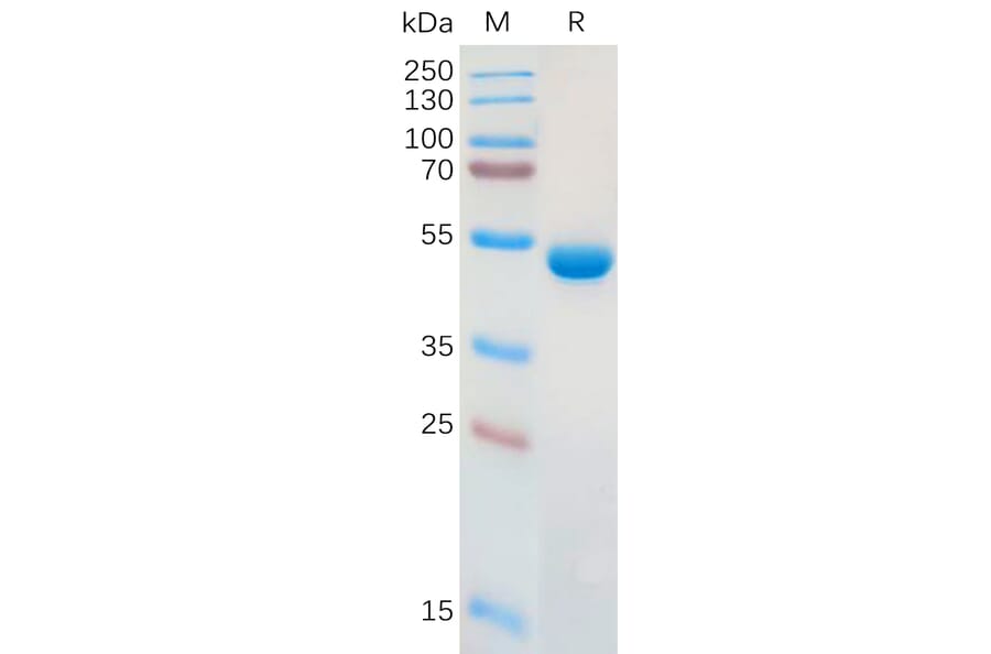 SDS-PAGE - Recombinant Human Galectin 1 Protein (Fc Tag) (A317910) - Antibodies.com