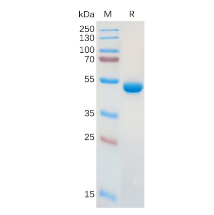 SDS-PAGE - Recombinant Human Galectin 1 Protein (Fc Tag) (A317910) - Antibodies.com