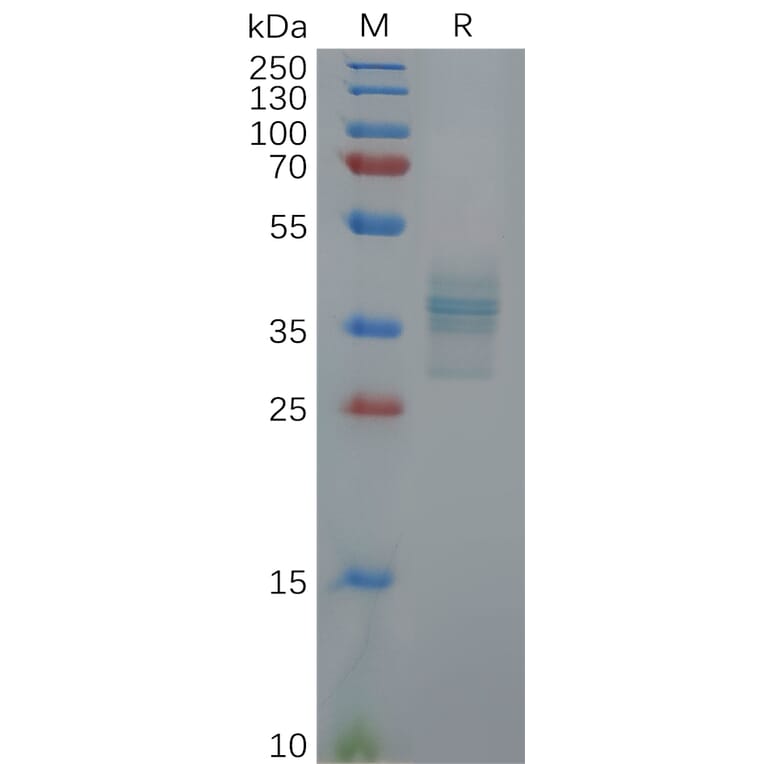 SDS-PAGE - Recombinant Human Gastrin Protein (Fc Tag) (A317911) - Antibodies.com
