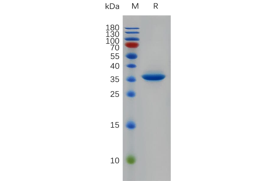 SDS-PAGE - Recombinant Human EGF Protein (Fc Tag) (A317913) - Antibodies.com