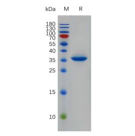 SDS-PAGE - Recombinant Human EGF Protein (Fc Tag) (A317913) - Antibodies.com