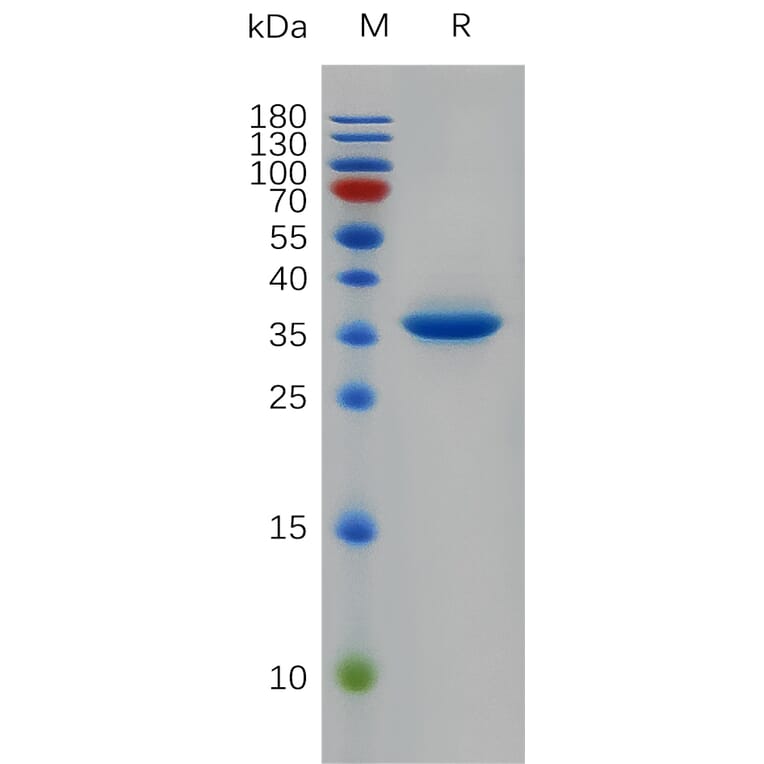 SDS-PAGE - Recombinant Human EGF Protein (Fc Tag) (A317913) - Antibodies.com