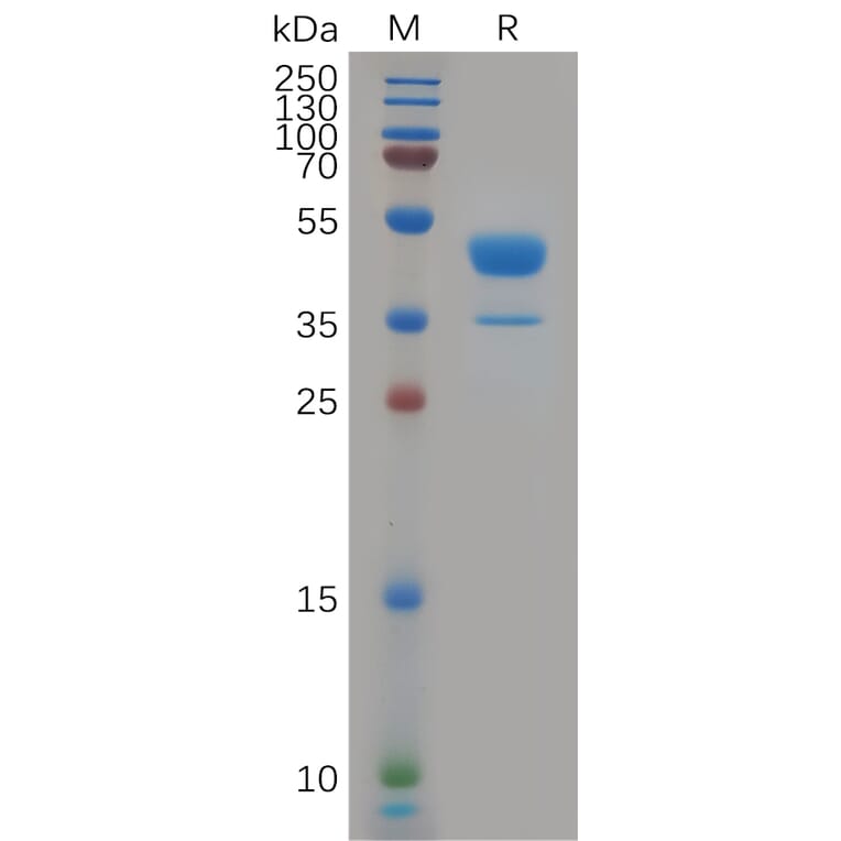 SDS-PAGE - Recombinant Human CXCR2 Protein (Fc Tag) (A317914) - Antibodies.com