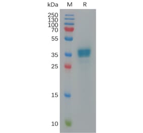 SDS-PAGE - Recombinant Human CXCL9 Protein (Fc Tag) (A317915) - Antibodies.com