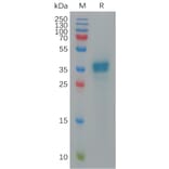 SDS-PAGE - Recombinant Human CXCL9 Protein (Fc Tag) (A317915) - Antibodies.com