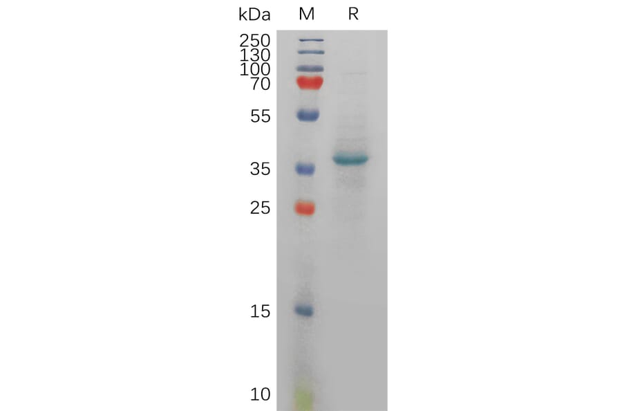 SDS-PAGE - Recombinant Human SDF1 Protein (Fc Tag) (A317916) - Antibodies.com